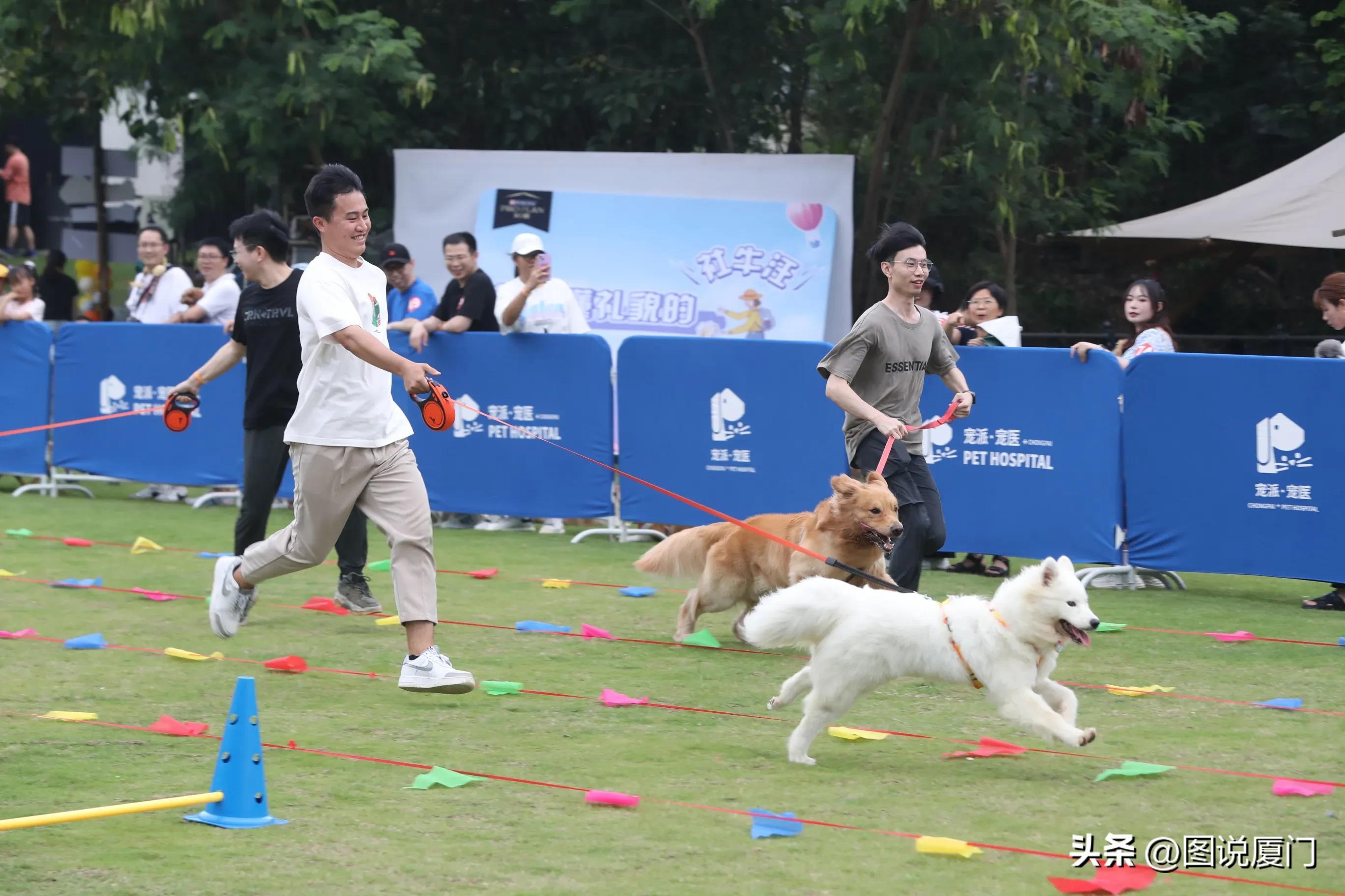 萌犬一只最新，养犬技能全攻略，萌犬养成指南