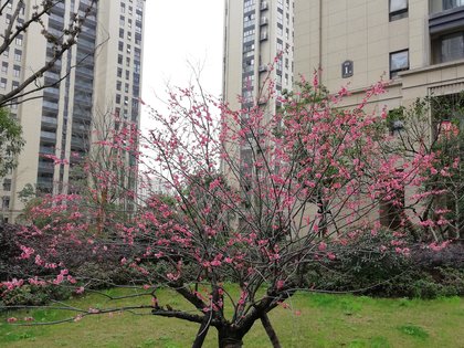 临平万泰城章最新动态，探索自然美景，寻找内心平和与宁静之旅