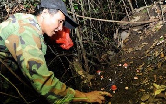 步兵最新番号揭秘，小巷中的独特风味探索之旅