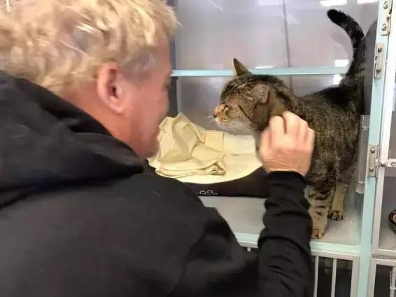 最新猫咪网址汇总与观点论述