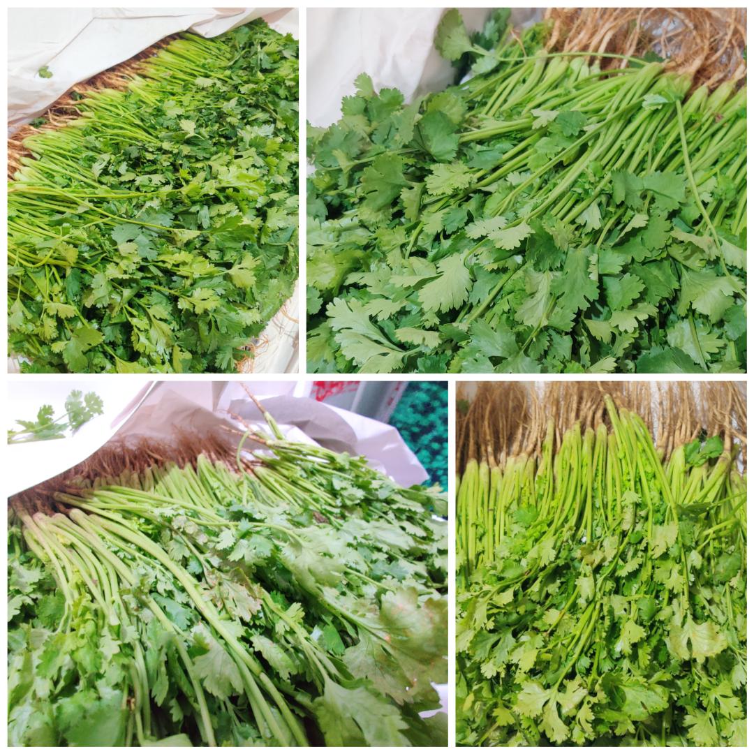 香菜价格最新行情及高科技产品介绍概览
