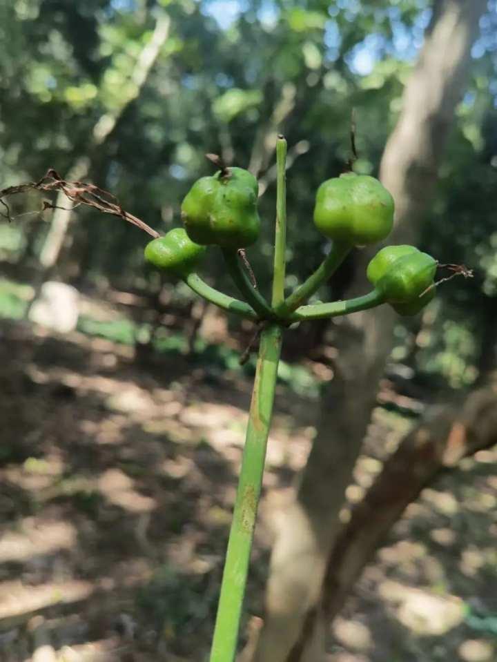 石油机械设备 第225页