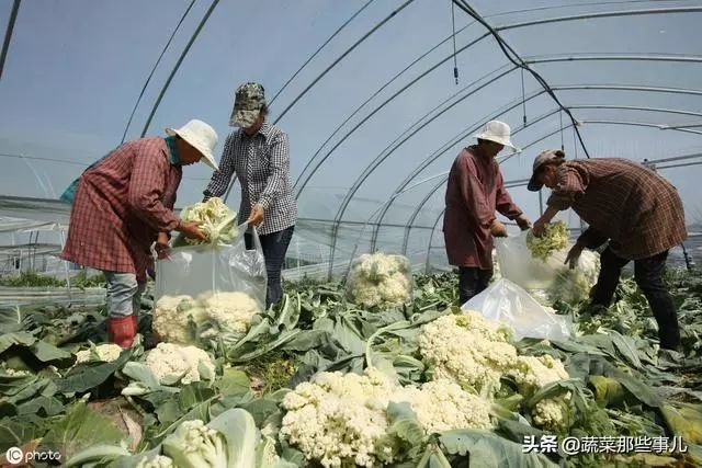菜花批发价格最新行情，自然美景下的旅行探索之旅